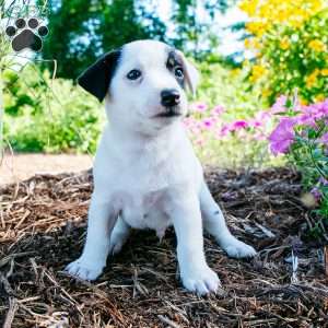 Jordan, Jack-A-Ranian Puppy